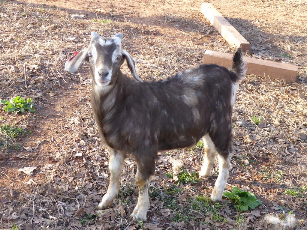 Bear Creek Farms Kiko, Goat, Breeder, Kiko
